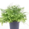 Adiantum Raddianum Fritz-Luthi Maidenhair Fern