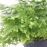 Adiantum Raddianum Fritz-Luthi Maidenhair Fern