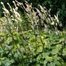 Actaea (Cimicifuga) Japonica Silver Dance Japanese Bugbane