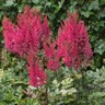 Astilbe Chinensis Lowlands Ruby Red Chinese Astilbe
