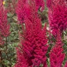Astilbe Chinensis Lowlands Ruby Red Chinese Astilbe