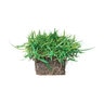 Zoysia Sod SodPod Zoysiagrass 18 Count Plug Flat