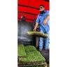 St. Augustine Sod Floratam St. Augustinegrass (per sq. ft.)