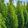 Thuja Plicata Green Valley Arborvitae