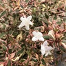 Abelia X Suntastic Pink Abelia