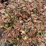 Abelia X Suntastic Pink Abelia