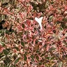 Abelia X Suntastic Pink Abelia