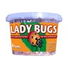 Live Ladybugs