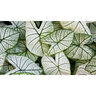 Caladium Bulb Fancy Leaf Fantasy Angel Wings 100 Count Bag