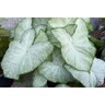 Caladium Bulb Fancy Leaf Florida Moonlight Angel Wings 200 Count Bag