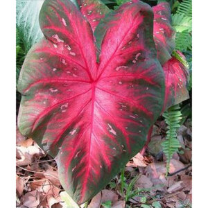 Caladium Bulb Fancy Leaf Pink Splash Angel Wings 200 Count Bag