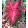 Caladium Bulb Fancy Leaf Pink Splash Angel Wings
