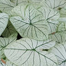Caladium Bulb Fancy Leaf Allure Angel Wings  #1 200 Count Bag