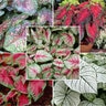 Caladium Bulb Fancy Leaf Mixture Angel Wings