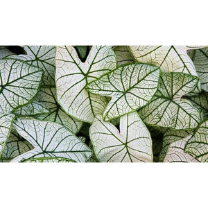 Caladium Bulb Fancy Leaf Fantasy Angel Wings 100 Count Bag