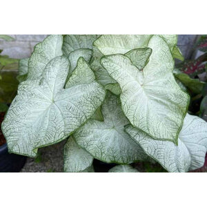 Caladium Bulb Fancy Leaf Florida Moonlight Angel Wings