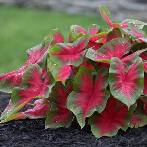 Caladium Bulb Fancy Leaf Cardinal Angel Wings 100 Count Bag