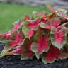 Caladium Bulb Fancy Leaf Cardinal Angel Wings