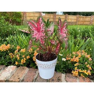 Caladium Bulb Strap Leaf Lance Whorton Angel Wings 100 Count Bag