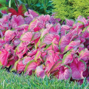 Caladium Bulb Strap Leaf Florida Sweetheart Angel Wings