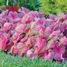 Caladium Bulb Strap Leaf Florida Sweetheart Angel Wings