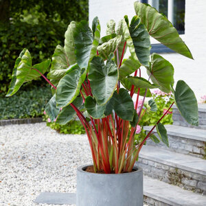 Colocasia Bulb Royal Hawaiian Hawaiian Punch Elephant Ears 9/11