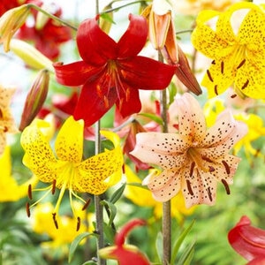 Lilium Bulb Tigrinum Tiger Blend Tiger Lily 24 Count Bag