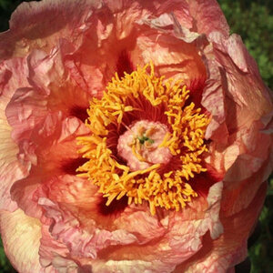 Paeonia Bulb X Intersectional Orange Victory Itoh Peony 1 Count Bag