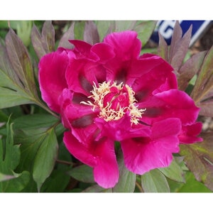 Paeonia Bulb X Intersectional Purple Sensation Itoh Peony 1 Count Bag