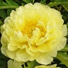 Paeonia Bulb X Intersectional Smith Family Yellow Itoh Peony