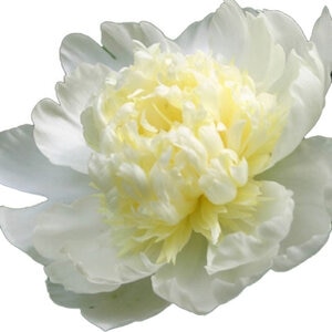 Paeonia Bulb Lactiflora Laura Dessert Peony 1 Count Bag