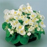 Begonia Semperflorens Super Olympia White Green Leaf Begonia