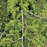 Tsuga Canadensis Bennett Eastern Hemlock