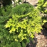Chamaecyparis Obtusa Graciosa Hinoki Cypress