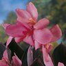 Canna X Generalis Futurity Pink Canna Lily