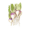 Turnip Purple Top White Globe Seed Organic