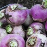 Turnip Purple Top White Globe Seed Organic