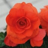 Begonia X Tuberhybrida Nonstop Orange Tuberous Begonia