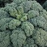 Brassica Oleracea var. Acephala Winterbor Ornamental Kale