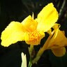 Canna X Generalis Yellow King Humbert Canna Lily