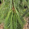 Pinus Strobus Angel Falls Eastern White Pine