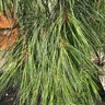 Pinus Strobus Angel Falls Eastern White Pine
