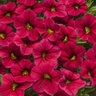Calibrachoa X Superbells Pomegranate Punch Mini Petunia Premium