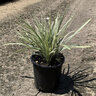 Ophiopogon Intermedius Argenteomarginatus Aztec Grass