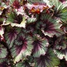 Begonia X T Rex Stardust Rex Begonia