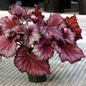 Begonia X T Rex Stardust Rex Begonia