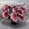 Begonia X T Rex Stardust Rex Begonia