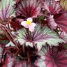 Begonia X T Rex Stardust Rex Begonia