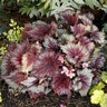 Begonia X T Rex Stardust Rex Begonia