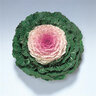 Brassica oleracea Pigeon Victoria (Pink) Ornamental Kale